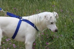 Nino in Adozione - Foto n. 7
