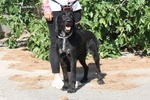 Astrid in Adozione - Foto n. 2