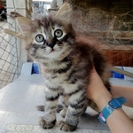 🐱 Europeo femmina di 3 mesi in adozione a Latina (LT) e in tutta Italia da associazione animali