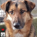 🐶 Altra Razza femmina di 2 anni e 5 mesi in adozione a Latina (LT) e in tutta Italia da associazione animali
