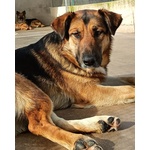 Elektra Bellissima Lupetta 2 anni Cerca Casa - Foto n. 2