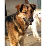 Elektra Bellissima Lupetta 2 anni Cerca Casa - Foto n. 3