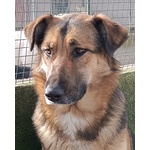 Elektra Bellissima Lupetta 2 anni Cerca Casa - Foto n. 4