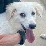 🐶 Altra Razza femmina di 7 mesi in adozione a Latina (LT) e in tutta Italia da associazione animali