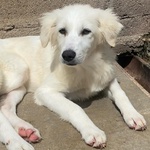 Shiri Dolce Cucciolotta 6 mesi Simil Maremmanina Cerca Adozione - Foto n. 2