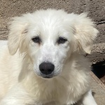 Shiri Dolce Cucciolotta 6 mesi Simil Maremmanina Cerca Adozione - Foto n. 3