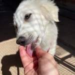Shiri Dolce Cucciolotta 6 mesi Simil Maremmanina Cerca Adozione - Foto n. 6