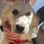 Shiri Dolce Cucciolotta 6 mesi Simil Maremmanina Cerca Adozione - Foto n. 7