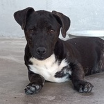 🐶 Altra Razza maschio di 6 mesi in adozione a Latina (LT) e in tutta Italia da associazione animali