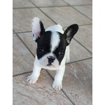 🐶 Bulldog Francese maschio di 8 settimane (cucciolo) in vendita a Trapani (TP) da privato