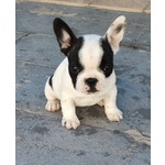 Cuccioli Bulldog Francese - Foto n. 2