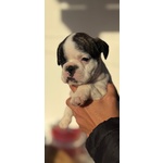 Cuccioli Bulldog Francese - Foto n. 3