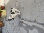 Cuccioli Bulldog Francese - Foto n. 4