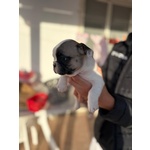 Cuccioli Bulldog Francese - Foto n. 5