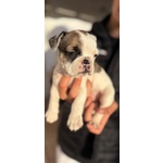 Cuccioli Bulldog Francese - Foto n. 6