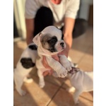 Cuccioli Bulldog Francese - Foto n. 7