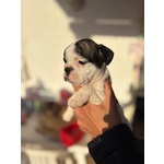 Cuccioli Bulldog Francese - Foto n. 9