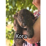 Karl e kora Dolci Cuccioli 3 mesi Cercano casa - mix Corso Labrador - Foto n. 3