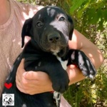 🐶 Altra Razza maschio di 3 mesi in adozione a Latina (LT) e in tutta Italia da associazione animali