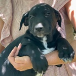 Mirtillo Cucciolotto Timidino Cerca casa - Adozione Canile di Latina - Foto n. 2
