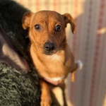 🐶 Altra Razza femmina di 2 anni in adozione a Latina (LT) e in tutta Italia da associazione animali