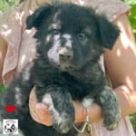 🐶 Altra Razza femmina di 2 mesi in adozione a Latina (LT) e in tutta Italia da associazione animali