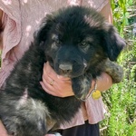 Larissa Dolce Cucciola 2 mesi Cerca casa - Adozione Canile di Latina - Foto n. 3