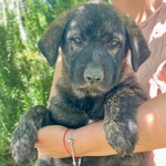 🐶 Altra Razza femmina di 2 mesi in adozione a Latina (LT) e in tutta Italia da associazione animali