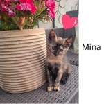 Mina Dolce Micina Cerca casa - Gattina Squamina in Adozione - Foto n. 1