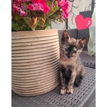 Mina Dolce Micina Cerca casa - Gattina Squamina in Adozione - Foto n. 2