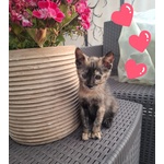 Mina Dolce Micina Cerca casa - Gattina Squamina in Adozione - Foto n. 3