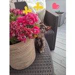 Mina Dolce Micina Cerca casa - Gattina Squamina in Adozione - Foto n. 4