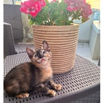 Mina Dolce Micina Cerca casa - Gattina Squamina in Adozione - Foto n. 5