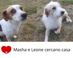 🐶 Altra Razza maschio di 3 anni e 5 mesi in adozione a Latina (LT) e in tutta Italia da associazione animali