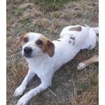 Masha e Leone Cercano casa - Rinuncia di Proprietà - Foto n. 4