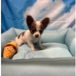 Cucciolo di Chihuahua Bianco e Lilac pelo Lungo Maschio - Foto n. 2