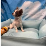 Cucciolo di Chihuahua Bianco e Lilac pelo Lungo Maschio - Foto n. 3
