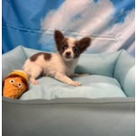 Cucciolo di Chihuahua Bianco e Lilac pelo Lungo Maschio - Foto n. 4
