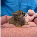 🐶 Chihuahua femmina di 5 mesi in vendita a Cervia (RA) da negozio