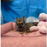 Cucciola di Chihuahua Fulvo pelo Lungo Femmina - Foto n. 2