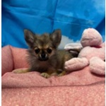 Cucciola di Chihuahua Fulvo pelo Lungo Femmina - Foto n. 3