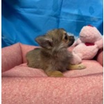 Cucciola di Chihuahua Fulvo pelo Lungo Femmina - Foto n. 4