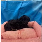 Cucciola di Maltipoo nero Focato Femmina - Foto n. 2