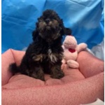 🐶 Maltese femmina di 5 mesi in vendita a Cervia (RA) da negozio