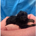 Cucciola di Maltipoo nero Focato Femmina - Foto n. 3