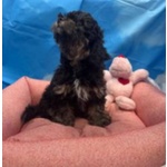 Cucciola di Maltipoo nero Focato Femmina - Foto n. 4