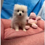 Cucciola di Volpino di Pomerania Bianco Femmina - Foto n. 1