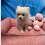 Cucciola di Volpino di Pomerania Bianco Femmina - Foto n. 2