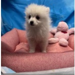 Cucciola di Volpino di Pomerania Bianco Femmina - Foto n. 3