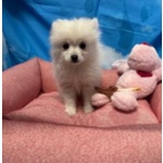 Cucciola di Volpino di Pomerania Bianco Femmina - Foto n. 4